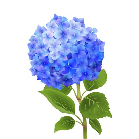 A wonderful collection of beautiful spring watercolor Hydrangea clipart for your design. Hydrangea, buds, leaves. Use a set for cards, design, patterns, wedding invitations and other which wish your imagination. Perfect for greeting cards, planners, stationery, wedding invitations, product packaging, and more. Instant download.